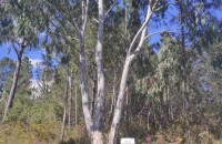 Eucalyptus maidenii F. Muell.Eucalyptus maidenii F. Muell.