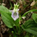 Viola sp. N.A.Viola sp. (Linnaeus, 1753)