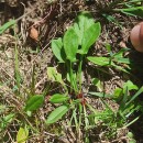Rumex acetosella L.Rumex acetosella L.