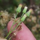 Erigeron sumatrensis Retz.Erigeron sumatrensis Retz.