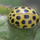 Psyllobora vigintiduopunctata (Linnaeus, 1758)Psyllobora vigintiduopunctata (Linnaeus, 1758)