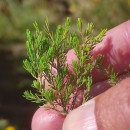 Erica arborea L.Erica arborea L.