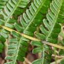 Dryopteris affinis (Lowe) Fraser-JenkinsDryopteris affinis - Grupo (Lowe) Fraser-Jenkins