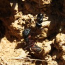Camponotus cruentatus (Latreille, 1802)Camponotus cruentatus (Latreille, 1802)