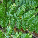 Dryopteris dilatata (Hoffm.) A. GrayDryopteris dilatata (Hoffm.) A. Gray