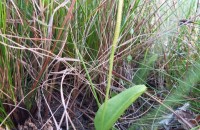 Ophioglossum vulgatum L.Ophioglossum vulgatum L.