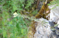 Antirrhinum meonanthum Hoffmanns. & Link. s.l.Antirrhinum meonanthum Hoffmanns. & Link. s.l.