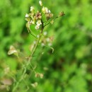 Capsella bursa-pastoris (L.) Medik.Capsella bursa-pastoris (L.) Medik.