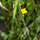 Cicendia filiformis (L.) DelarbreCicendia filiformis (L.) Delarbre