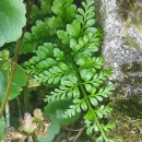 Asplenium obovatum Viv. subsp. billotii (F.W.Schultz) O.Bolòs, Vigo, Masalles & NinotAsplenium obovatum Viv. subsp. billotii (F.W.Schultz) O.Bolòs, Vigo, Masalles & Ninot