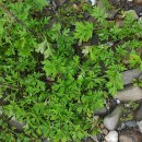 Artemisia vulgaris L.Artemisia vulgaris L.