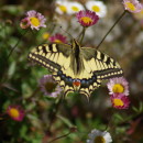 Papilio machaon Linnaeus, 1758Papilio machaon Linnaeus, 1758