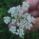 Daucus carota  L.Daucus carota  L.