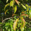 Prunus persica (L.) BatschPrunus persica (L.) Batsch