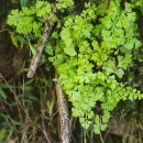 Anogramma leptophylla (L.) LinkAnogramma leptophylla (L.) Link