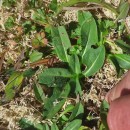 Arnica montana L. subsp. atlantica A. BolòsArnica montana L. subsp. atlantica A. Bolòs