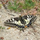 Papilio machaon (Linnaeus, 1758) LinnaeusPapilio machaon Linnaeus, 1758