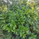 Hydrangea macrophylla (Thunb.) Ser.Hydrangea macrophylla (Thunb.) Ser.