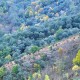 Destrución de Aciñeirais para reforestación con Pinus radiata nas encostas do río Mente