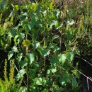 Betula celtiberica Rothm. & Vasc.Betula celtiberica Rothm. & Vasc.