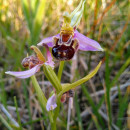 Ophrys apifera Huds.Ophrys apifera Huds.