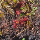 Drosera rotundifolia L.Drosera rotundifolia L.