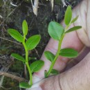 Vaccinium myrtillus L.Vaccinium myrtillus L.