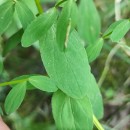 Hypericum undulatum Schousb. ex Willd.Hypericum undulatum Schousb. ex Willd.