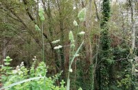 Dactylis glomerata LDactylis glomerata L