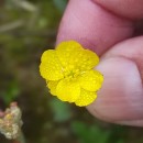 Ranunculus flammula L.Ranunculus flammula L.