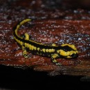 Salamandra salamandra subsp. bernardeziSalamandra salamandra (Linnaeus, 1758) subsp. bernardezi (Wolterstorff, 1928)