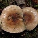 Russula sp. Pers.Russula sp. Pers. 1796