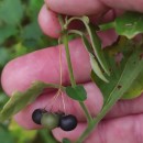 Solanum chenopodioides Lam.Solanum chenopodioides Lam.