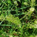 Lepidium heterophyllum Benth.Lepidium heterophyllum Benth.