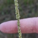 Sporobolus indicus (L.) R. Br.Sporobolus indicus (L.) R. Br.