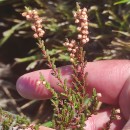 Calluna vulgaris (L.) HullCalluna vulgaris (L.) Hull