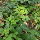 Parthenocissus quinquefolia L. Planch.Parthenocissus quinquefolia L. Planch.