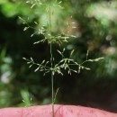Agrostis stolonifera L.Agrostis stolonifera L.