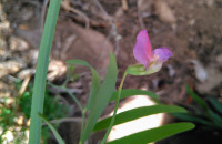Lathyrus clymenum L.Lathyrus clymenum L.