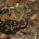 Salamandra salamandra&nbsp; (Linnaeus,&nbsp;1758) subsp. gallaica (Nikolskii, 1918)Salamandra salamandra (Linnaeus,&nbsp;1758) subsp. gallaica (Nikolskii, 1918)