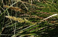 Carex paniculata L. subsp. lusitanica (Schkuhr) MaireCarex paniculata L. subsp. lusitanica (Schkuhr) Maire