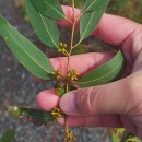 Eucalyptus nitens (H. Deane & Maiden) MaidenEucalyptus nitens (H. Deane & Maiden) Maiden