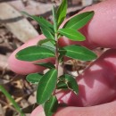 Euphorbia flavicoma DC. subsp. occidentalis M. LaínzEuphorbia flavicoma DC. subsp. occidentalis M. Laínz