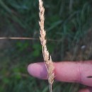 Dactylis glomerata LDactylis glomerata L