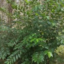 Prunus serotina Ehrh.Prunus serotina Ehrh.
