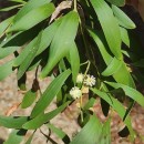 Acacia melanoxylon R.Br.Acacia melanoxylon R.Br.