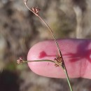Juncus bulbosus L.Juncus bulbosus L.