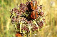 Graphosoma italicum (Müller, 1766)Graphosoma italicum (Müller, 1766)