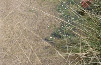Ranunculus aquatilis L.Ranunculus aquatilis L.