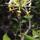 Lonicera periclymenum L. subsp. periclymenumLonicera periclymenum L. subsp. periclymenum